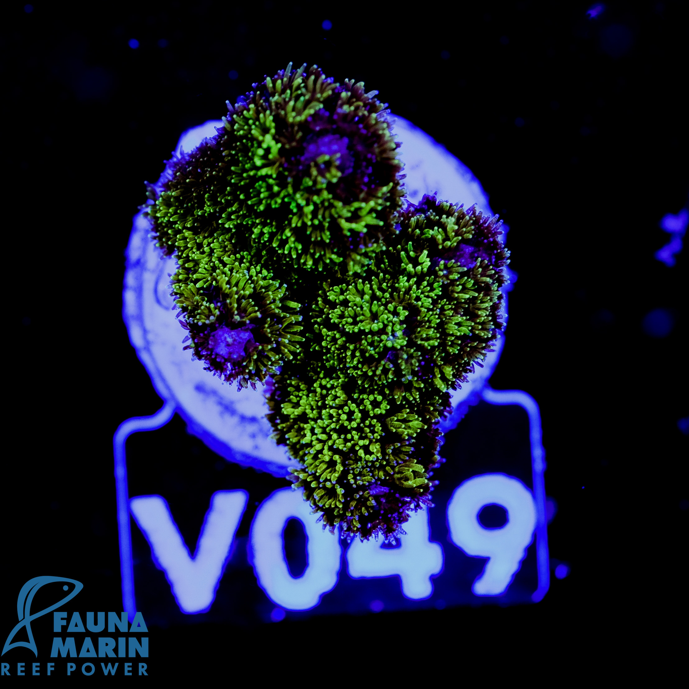FMC Pocillopora Bicolor V