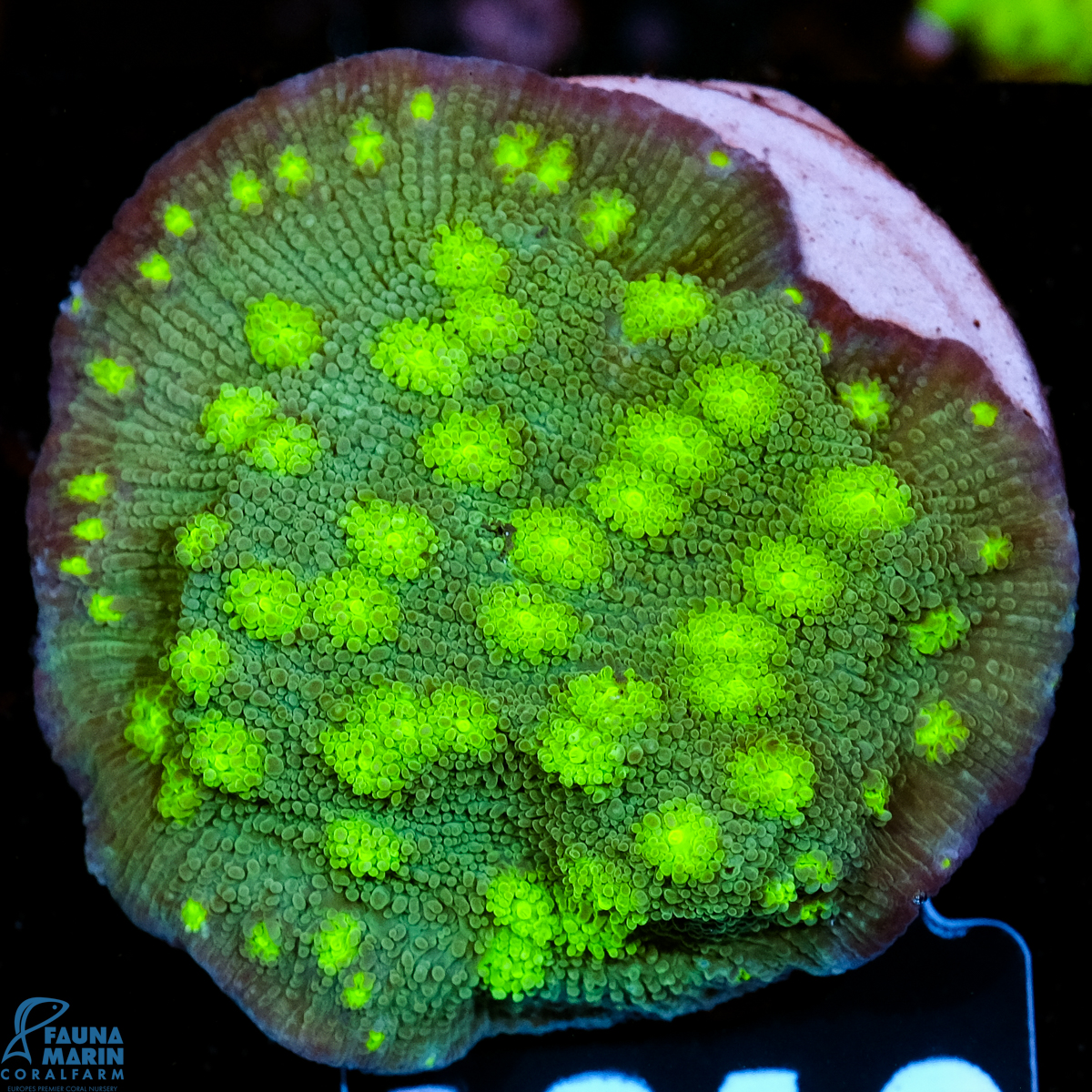 FMC Echinopora lamellosa Hollywood Stunner