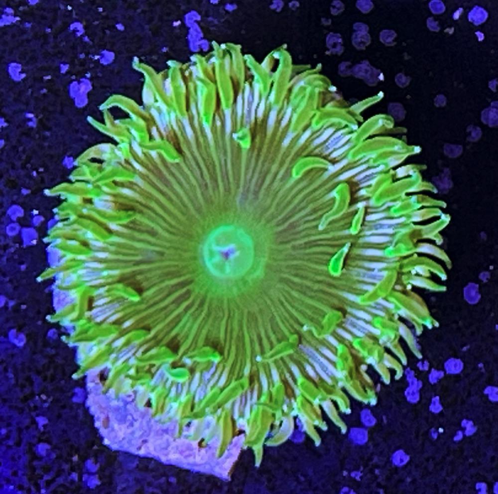 FMC Palythoa Green Mamba 1 Polyp V