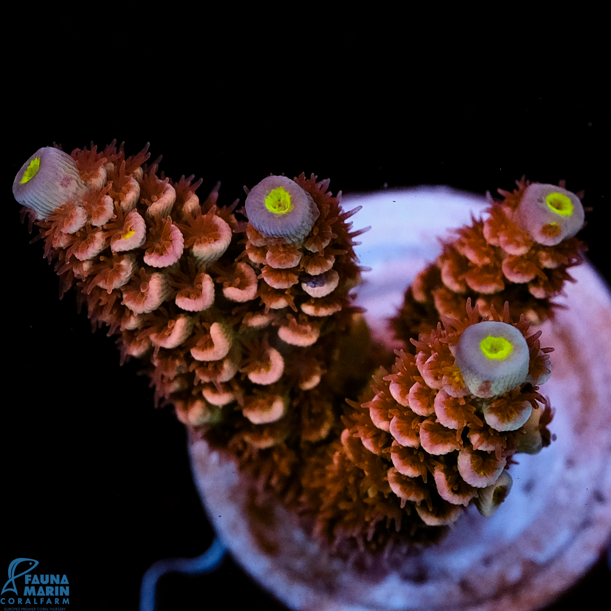 FMC Acropora tenuis Pink Power