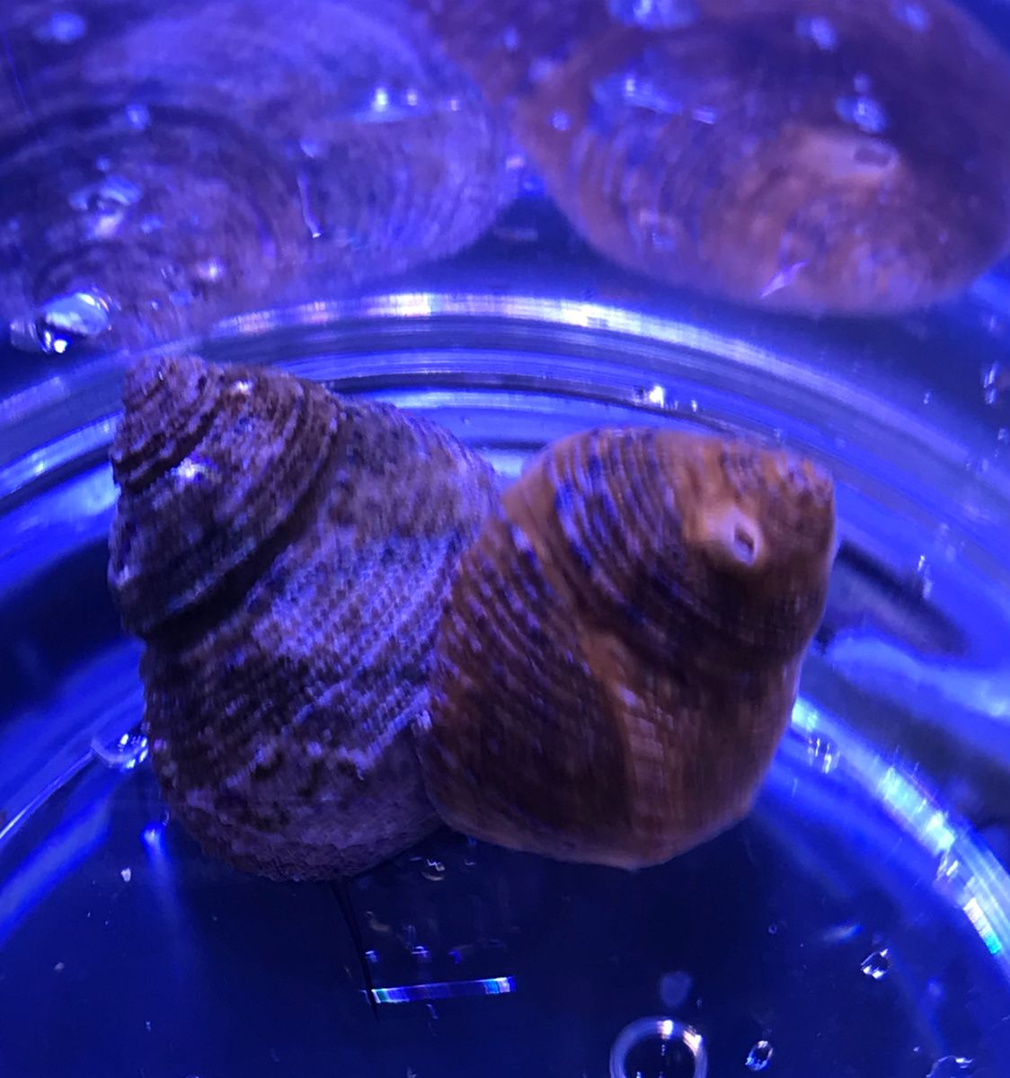 Tegula eiseni Algenschnecke