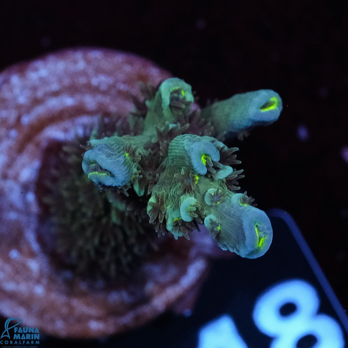 FMC Acropora tenuis Blue