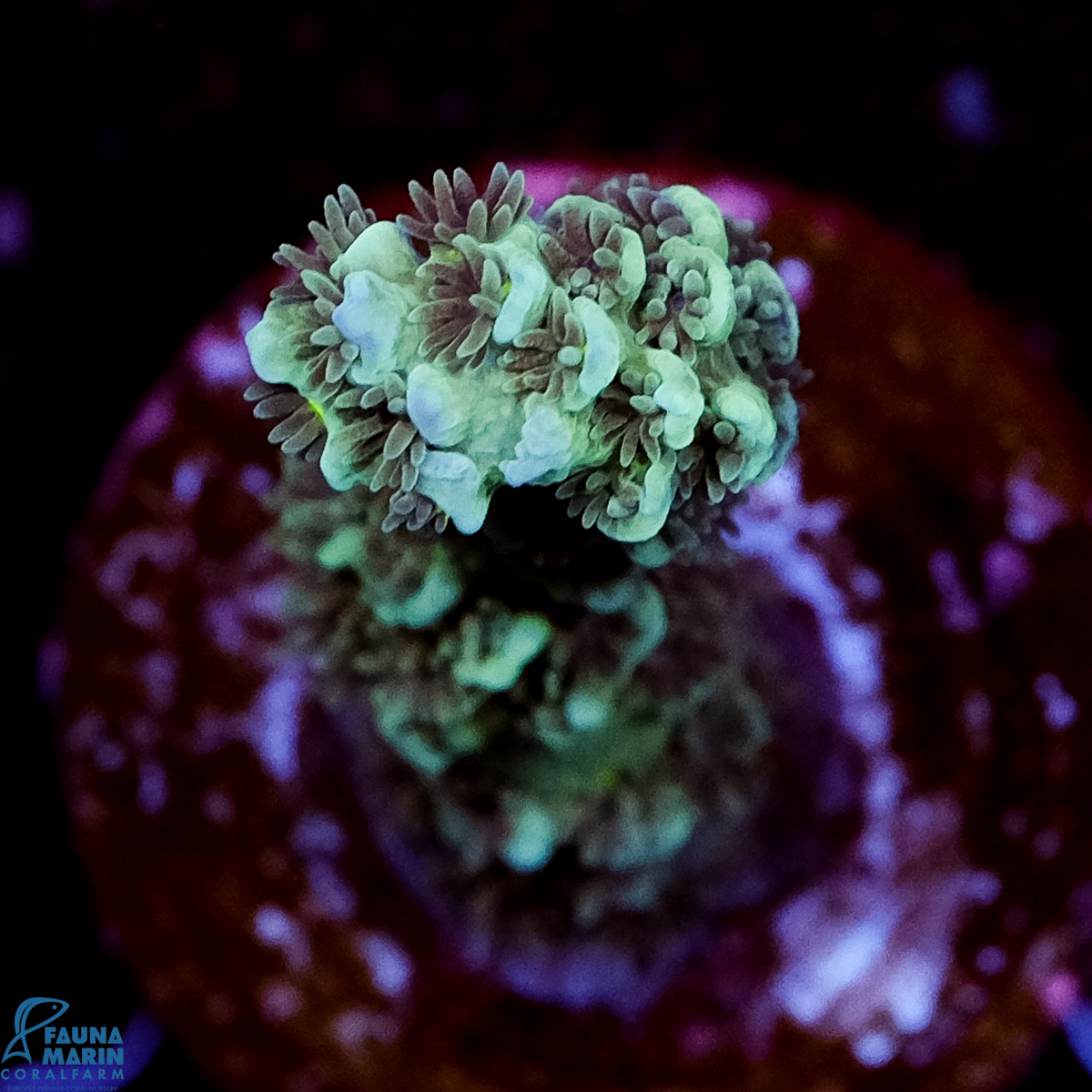 FMC Acropora tenuis Blue