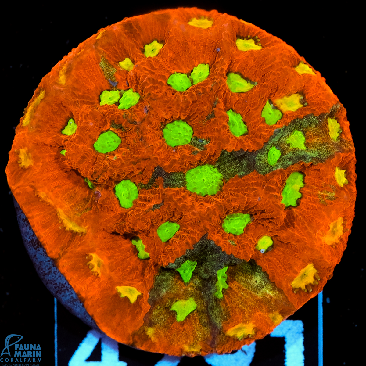 FMC Favia War Coral