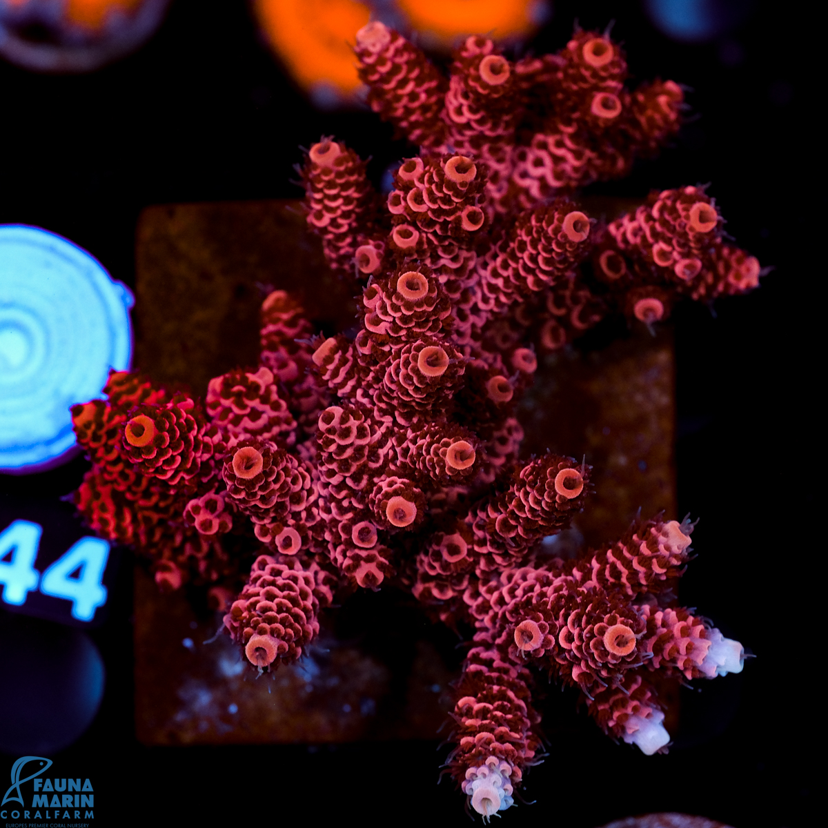 FMC Acropora millepora Red