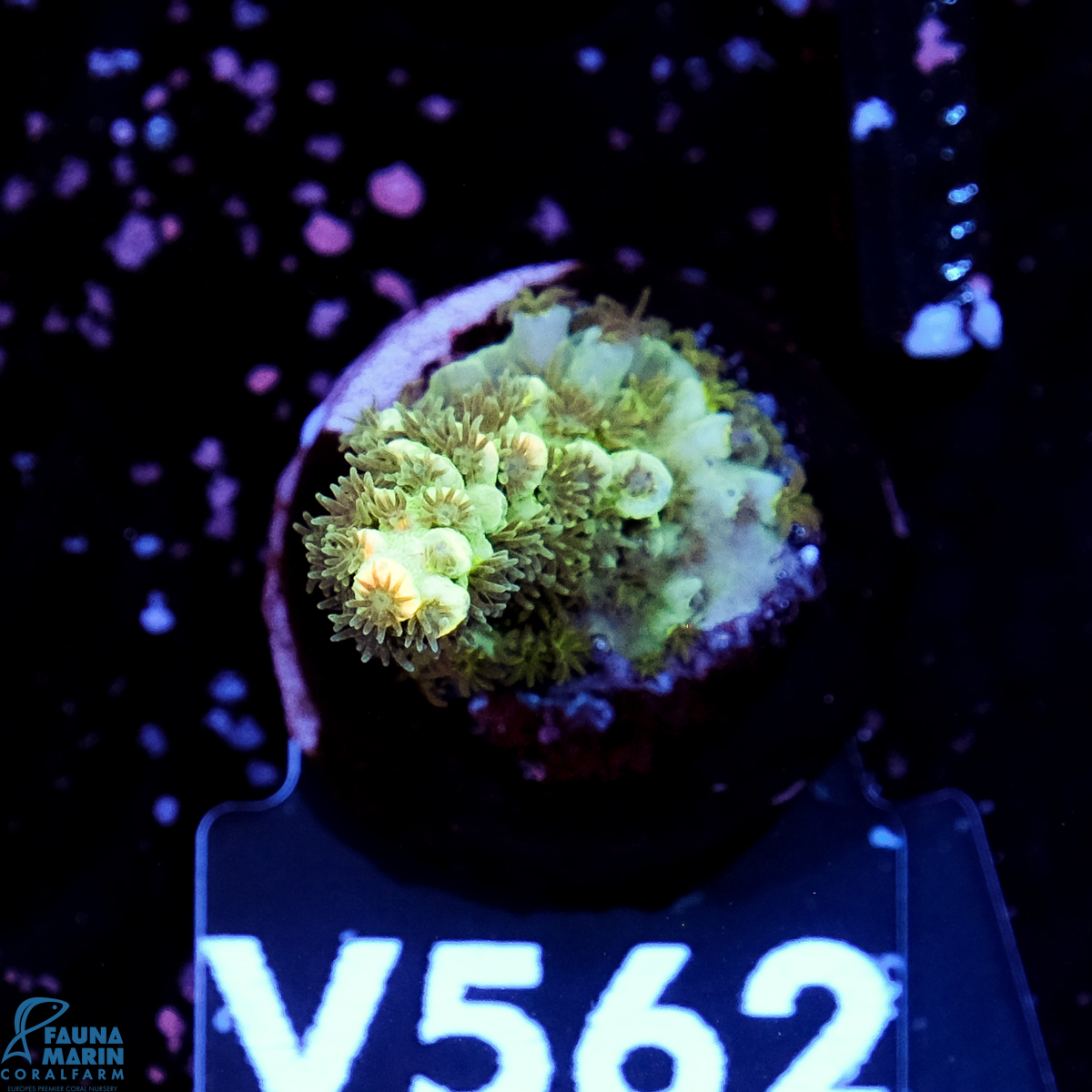 FMC Acropora tenuis Green V