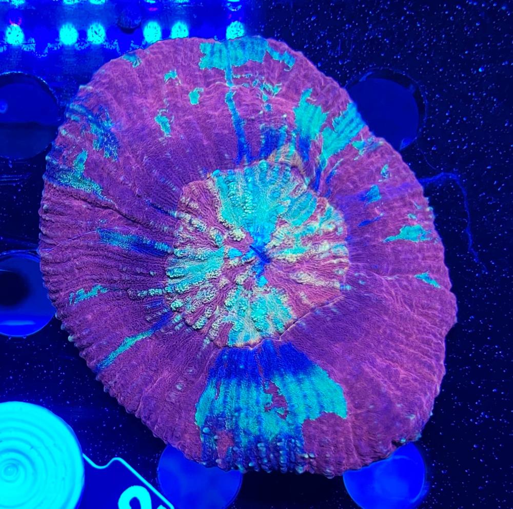 FMC Australomussa rowleyensis