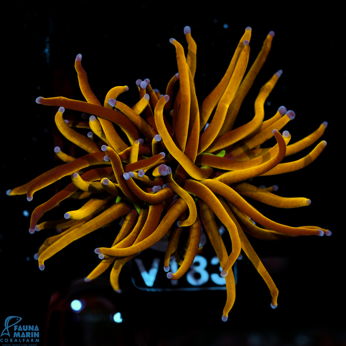 FMC  Euphyllia Glabrescens Torch 24K 1Head V