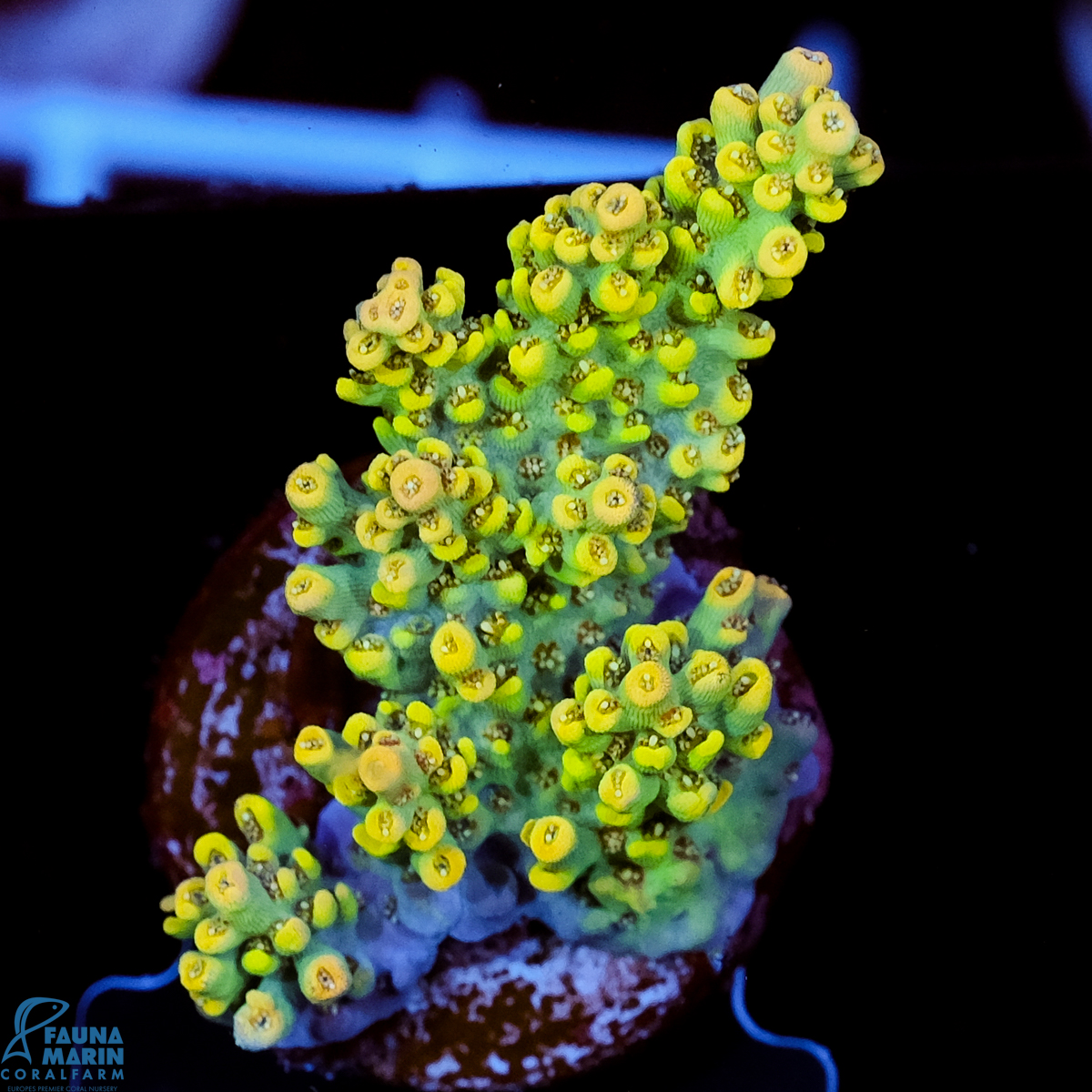 FMC Acropora Yellow Table