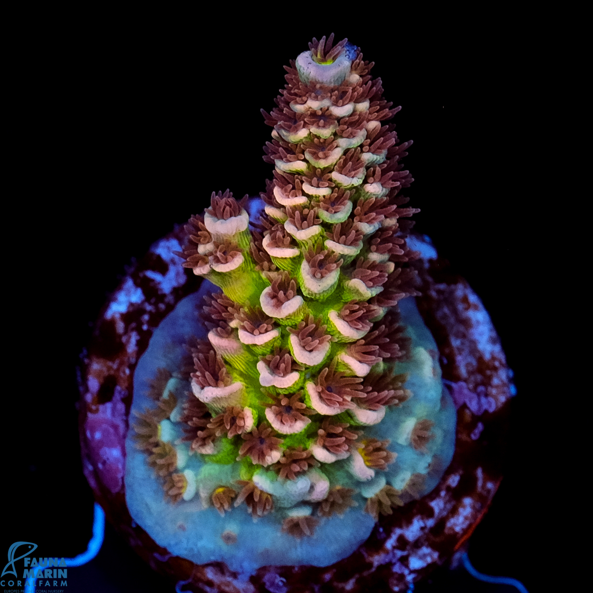 FMC Acropora tenuis Old Copper