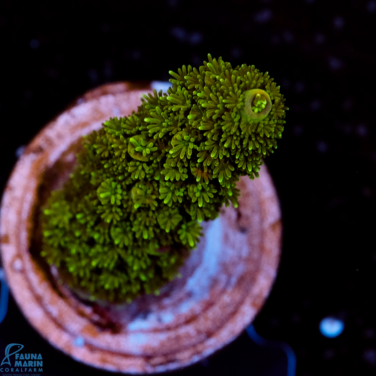 FMC Acropora millepora Green