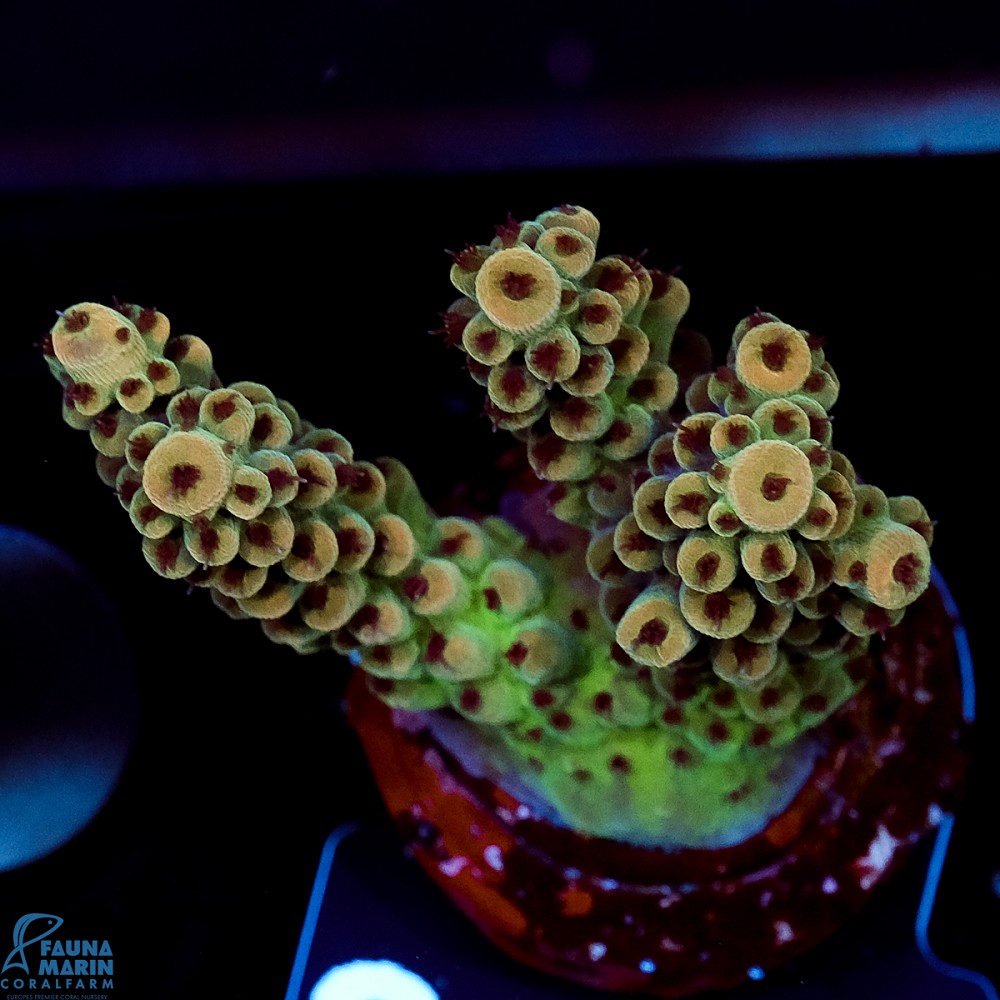 FMC Acropora Aussi Frag