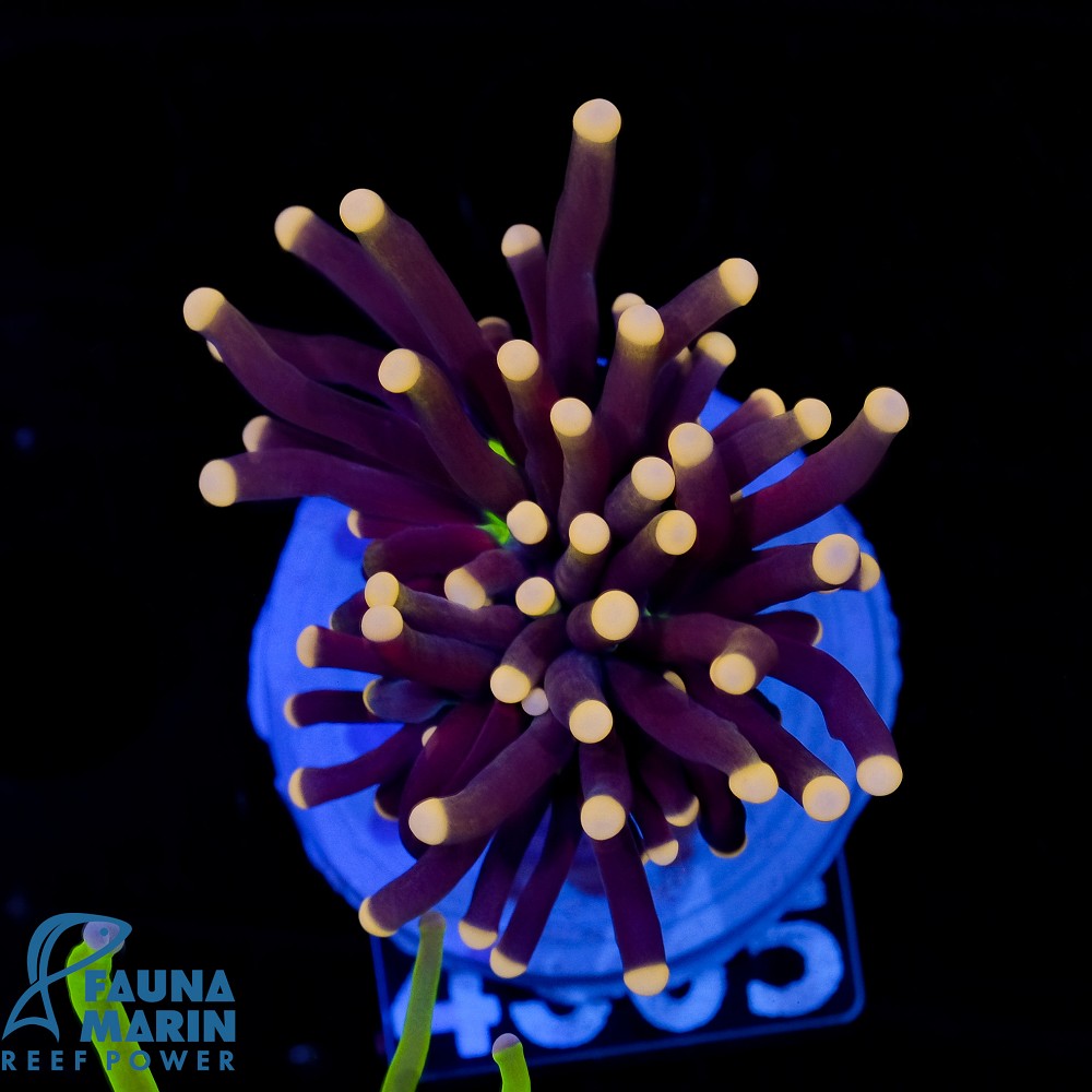 FMC Euphyllia Glabrescens Joker 1-2 Polypen V