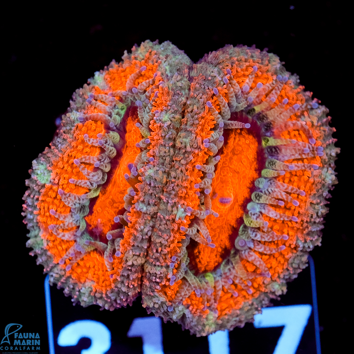 FMC Micromussa lordhowensis Orange