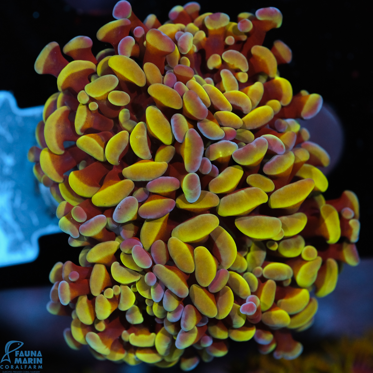 FMC Euphyllia baliensis Yellowish