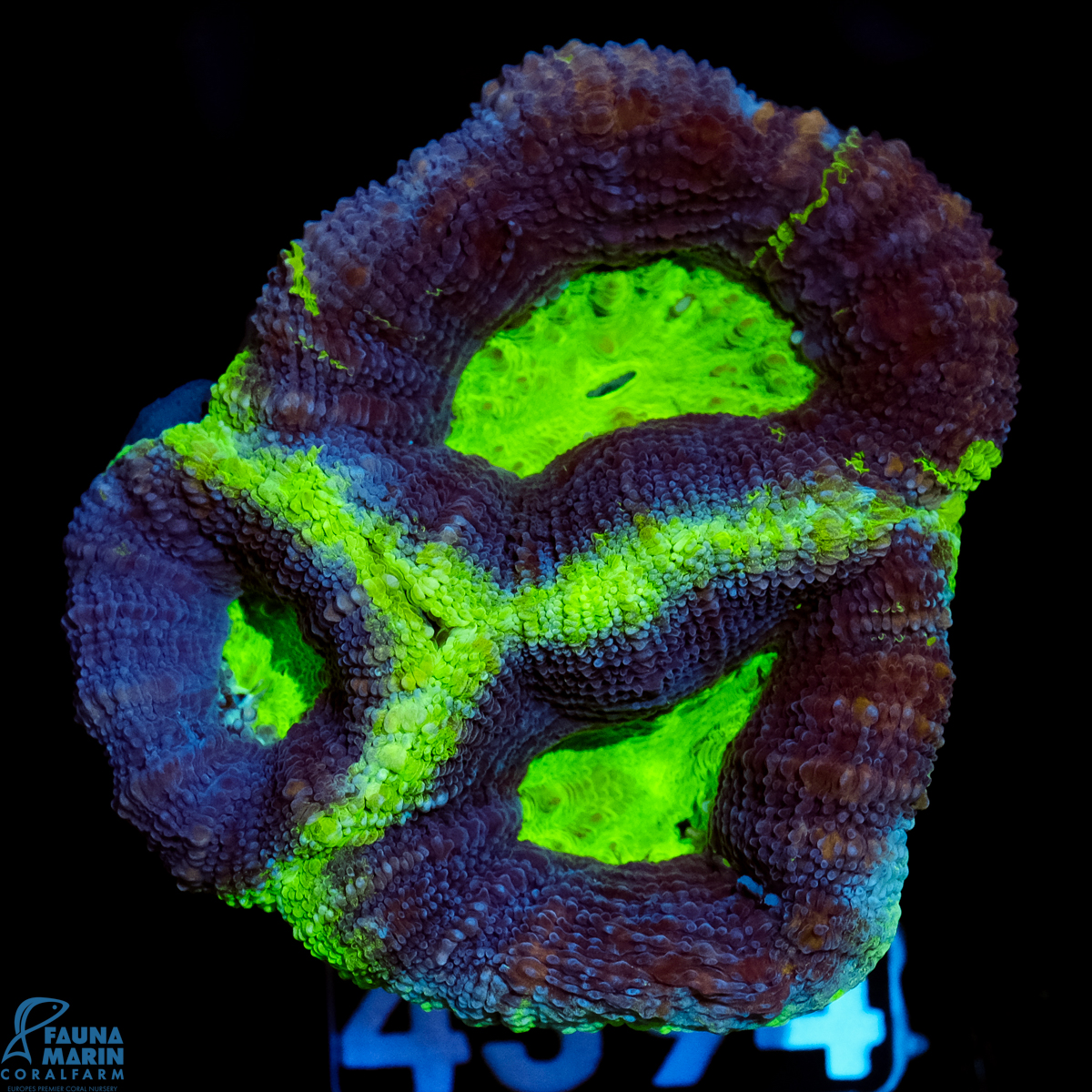 FMC Acanthastrea bowerbanki Toxic Green Center