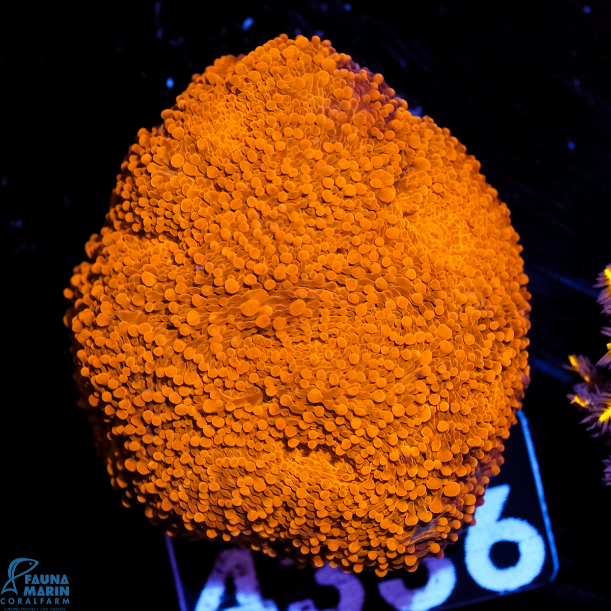 FMC Acanthastrea echinata Goldnugget