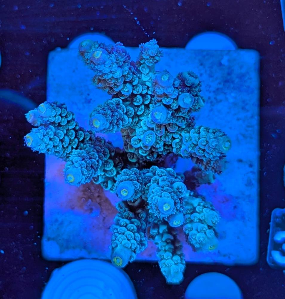 FMC Acropora tenuis