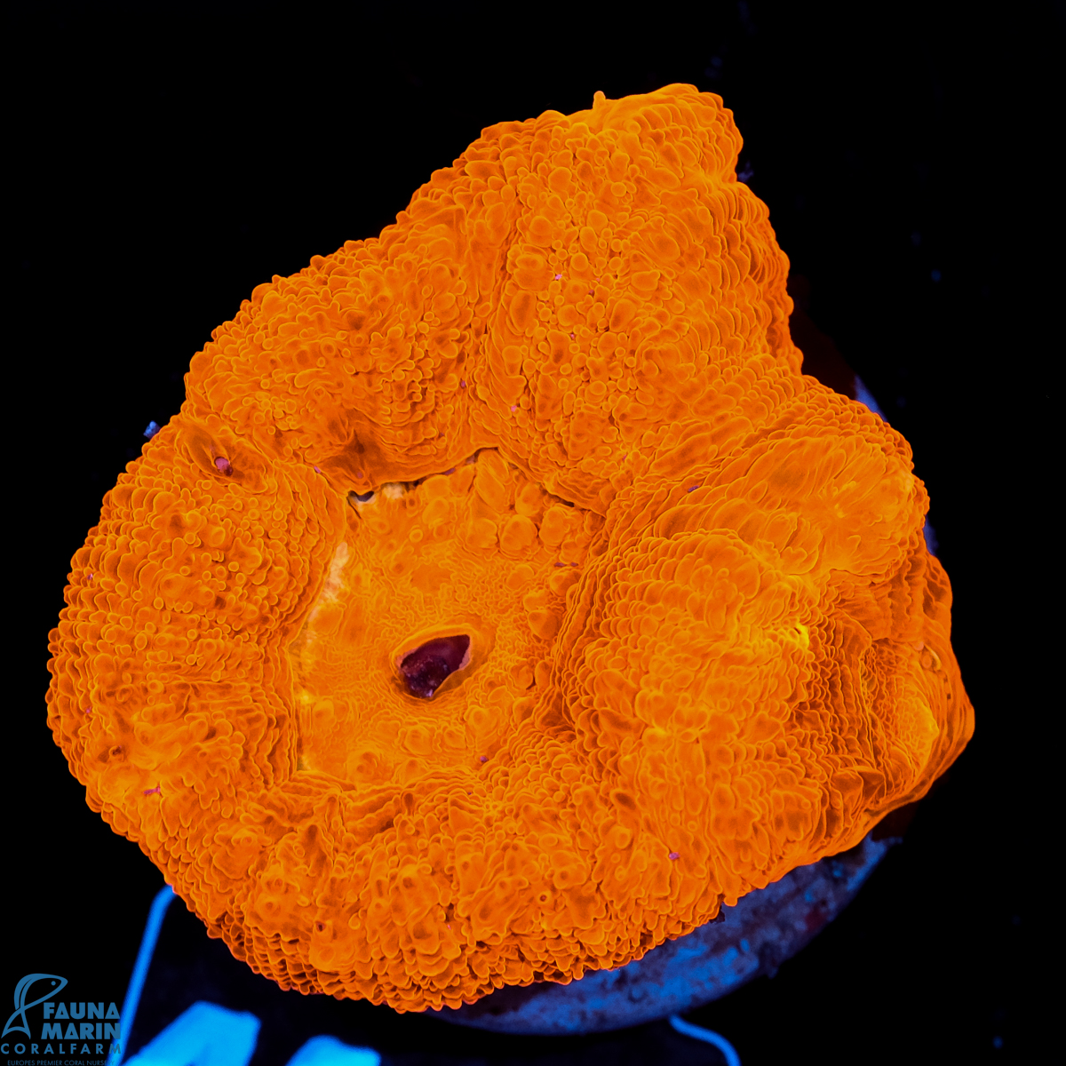 FMC Acanthastrea bowerbanki Red