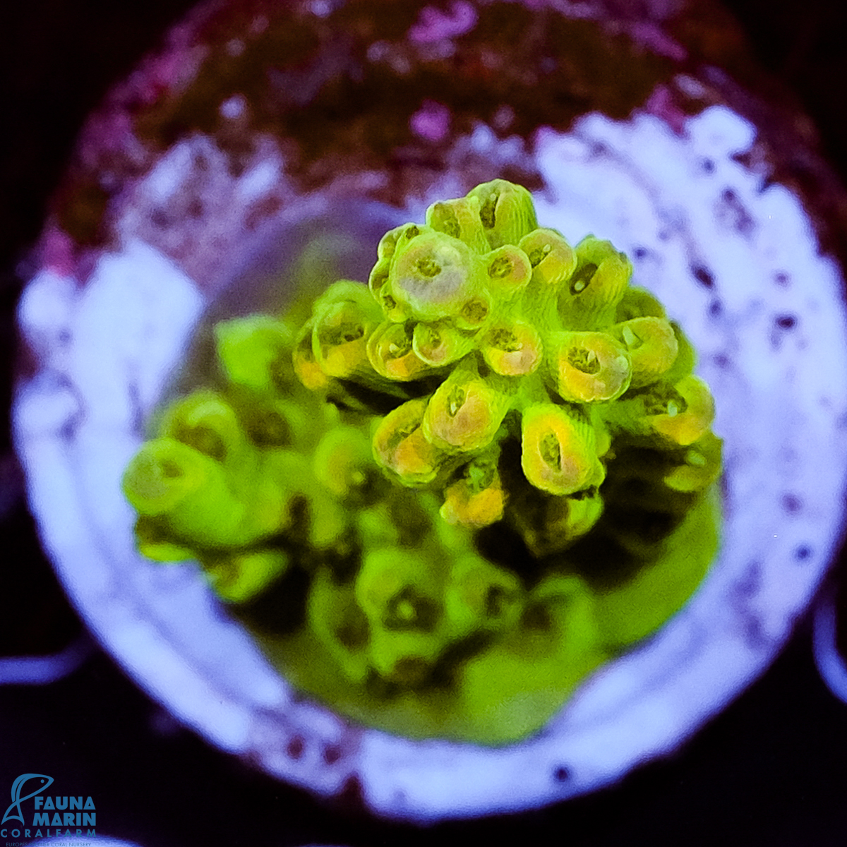 FMC Acropora insignis Jungle Orchid