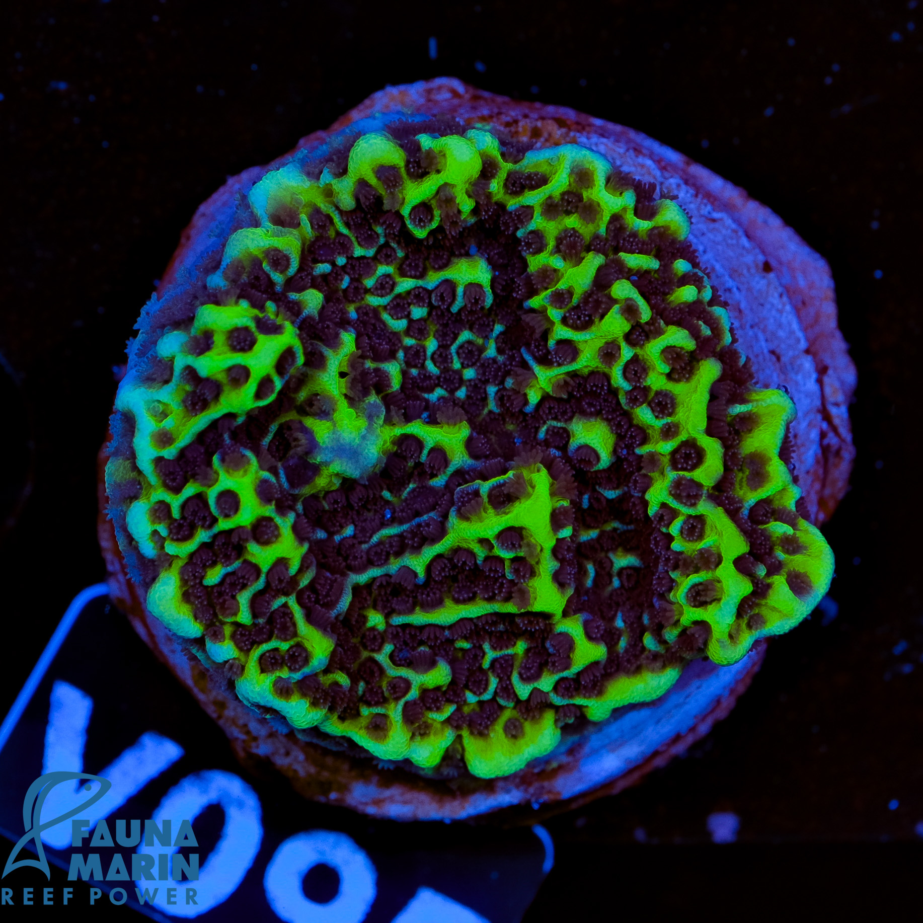 FMC Montipora undata  V