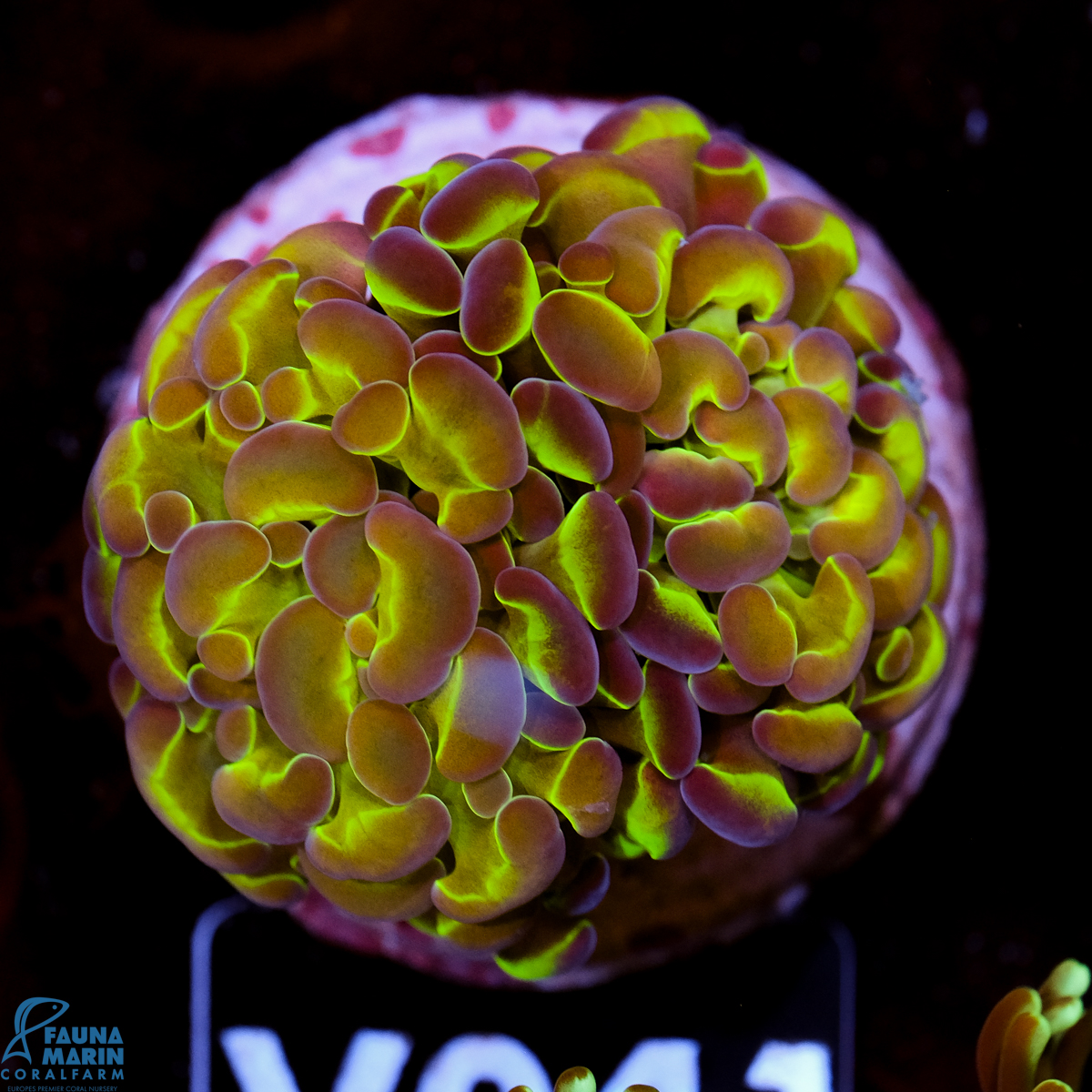 FMC Euphyllia baliensis Fake Hologram 2 Polypen V