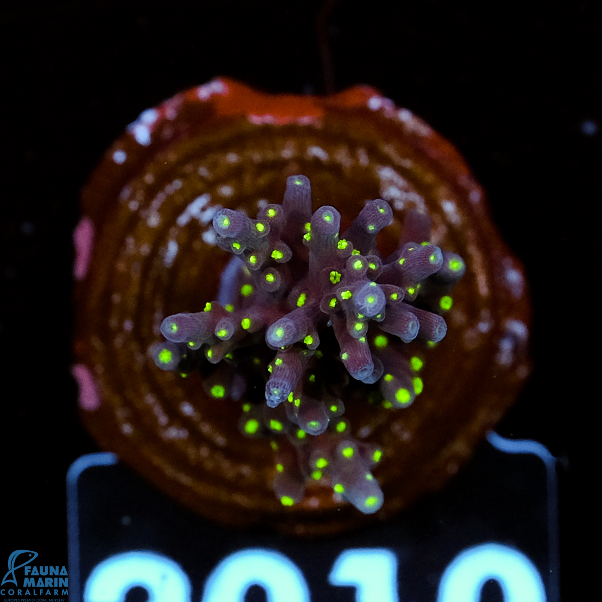 FMC Acropora carduus Pacman