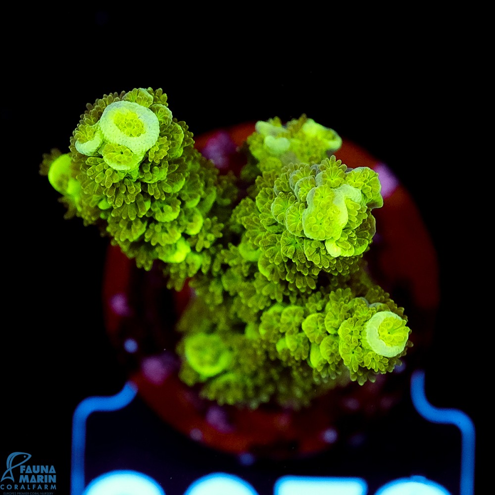 FMC Acropora tenuis Green