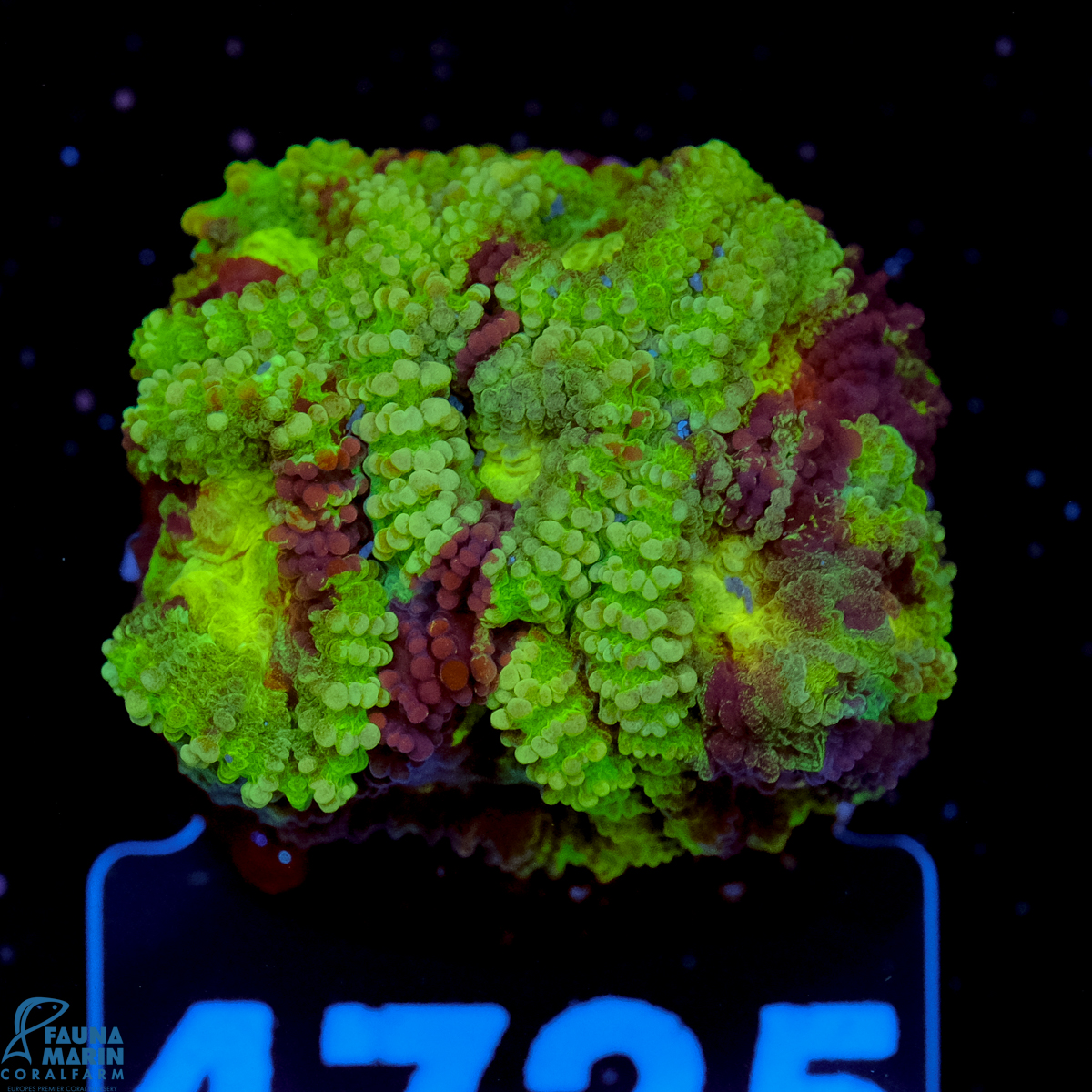 FMC Favia Grafted Toxic Green