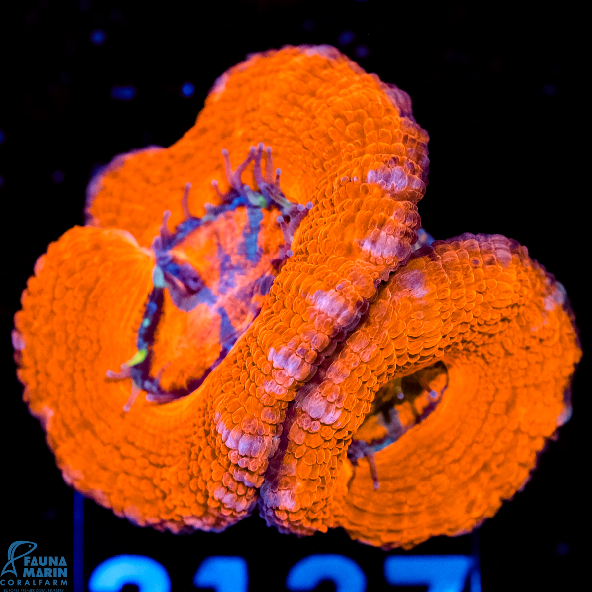 FMC Micromussa lordhowensis Orange