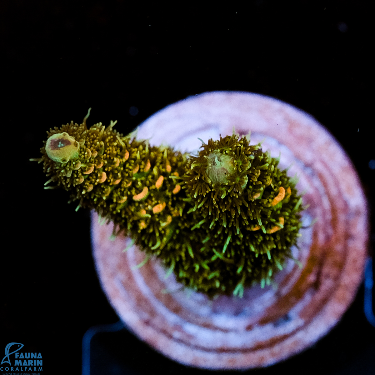 FMC Acropora millepora Jungle Lover