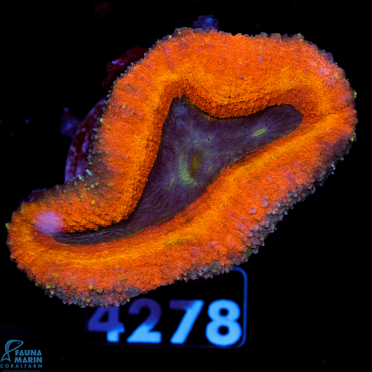 FMC Lobophyllia Rainbow