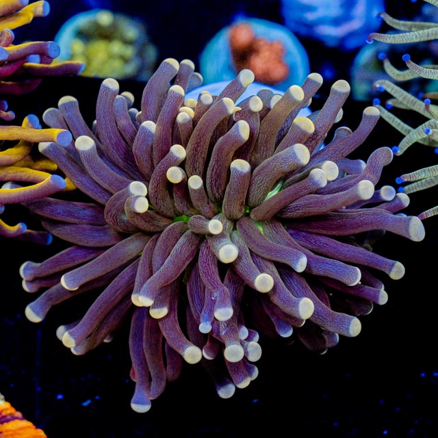 FMC Euphyllia Glabrescens Joker V