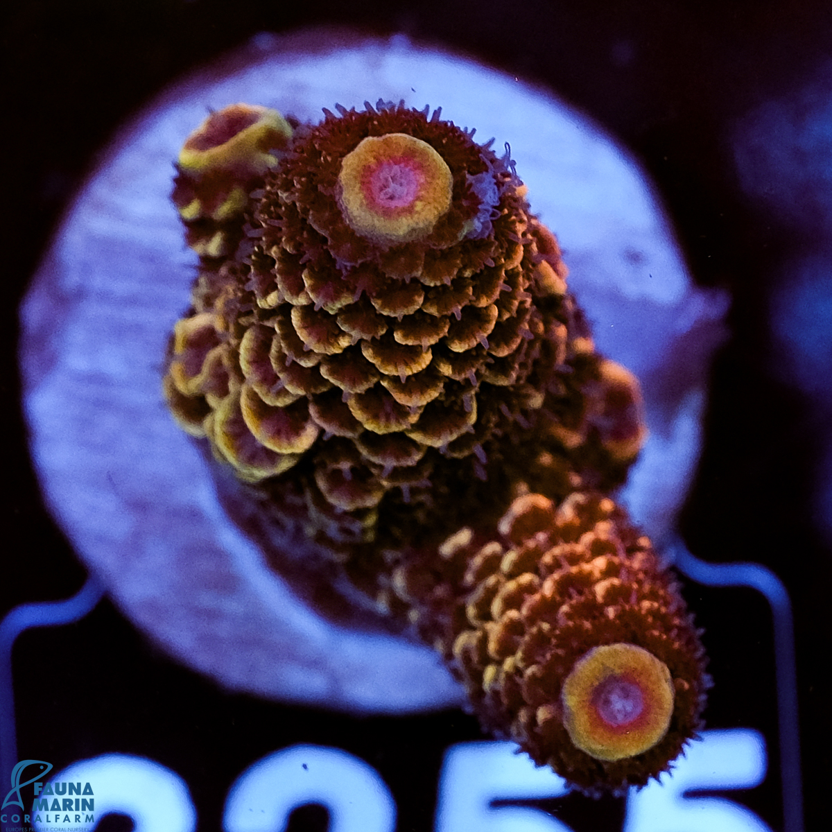 FMC Acropora spathulata Sparkle