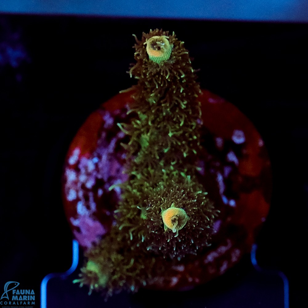 FMC Acropora millepora Nightcrawler