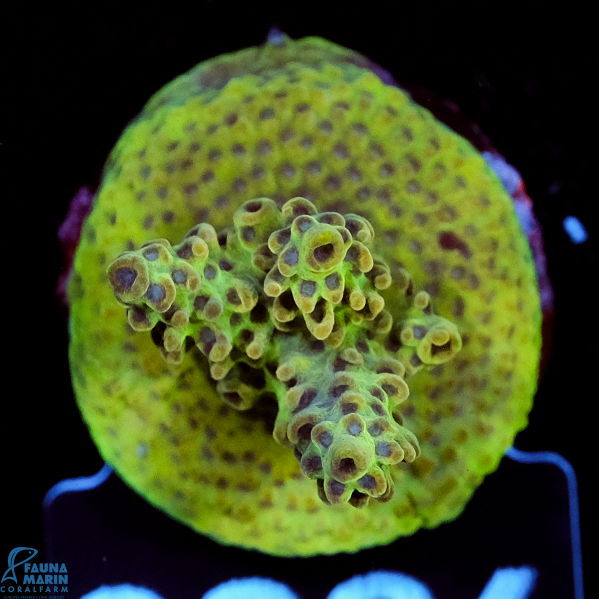 FMC Acropora insignis Jungle Orchid