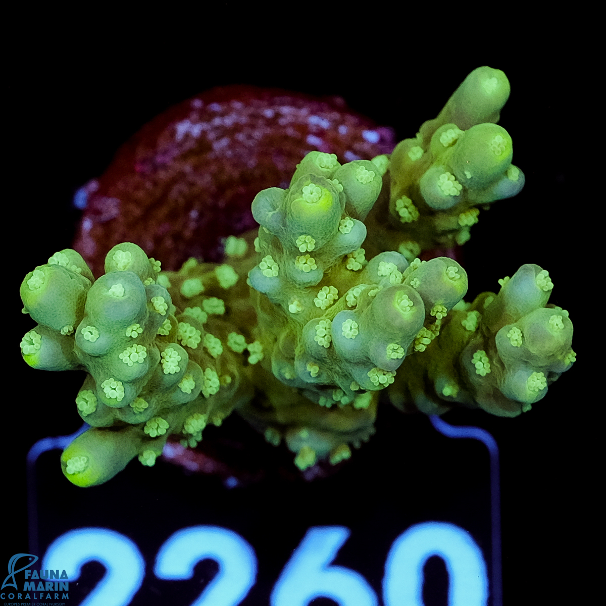 FMC Acropora Aussi Frag