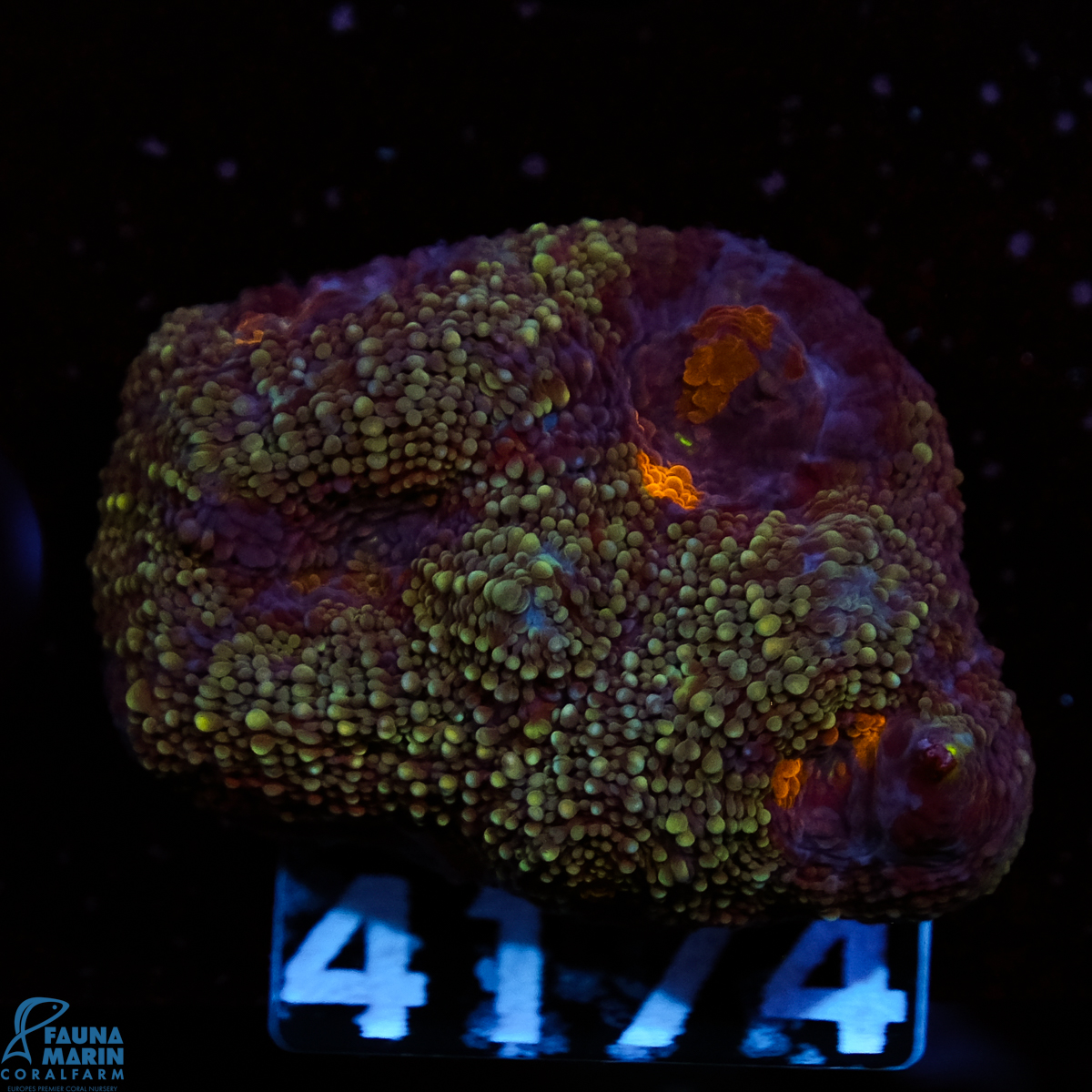 FMC Acanthastrea echinata Dark Green