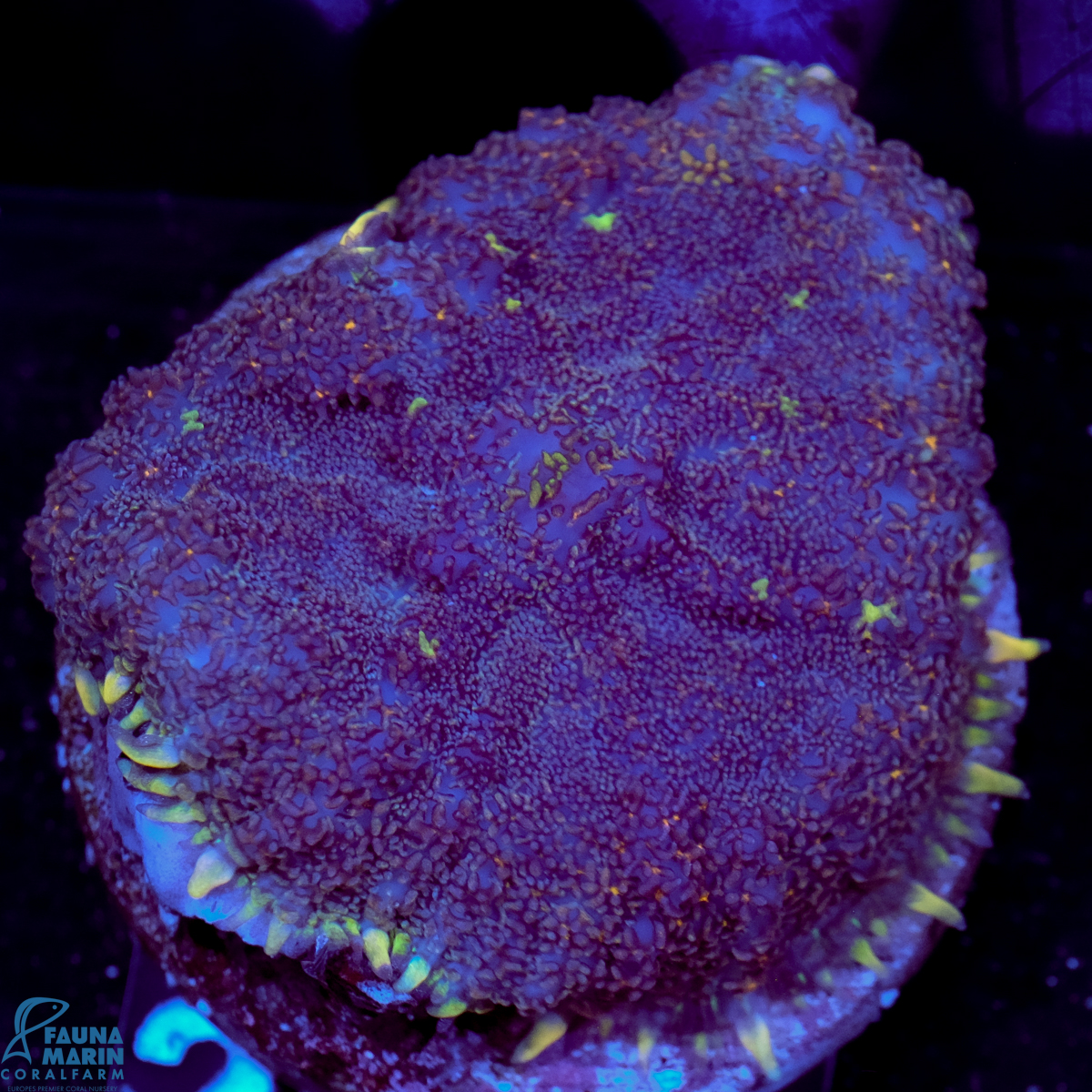 FMC Rhodactis Purple Monster