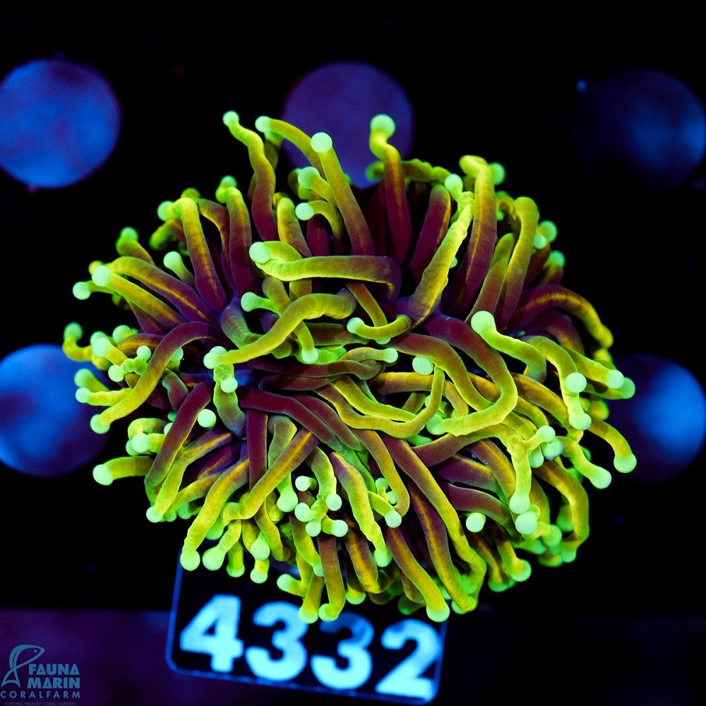 FMC Euphyllia glabrescens Hellfire