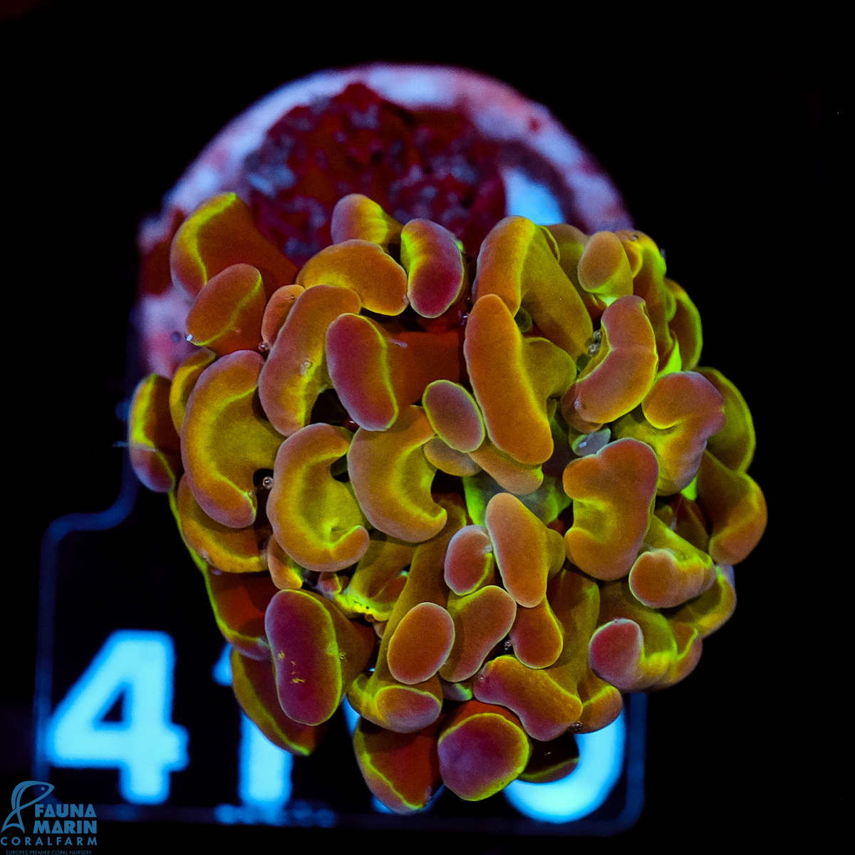 FMC Euphyllia baliensis Fake Hologram