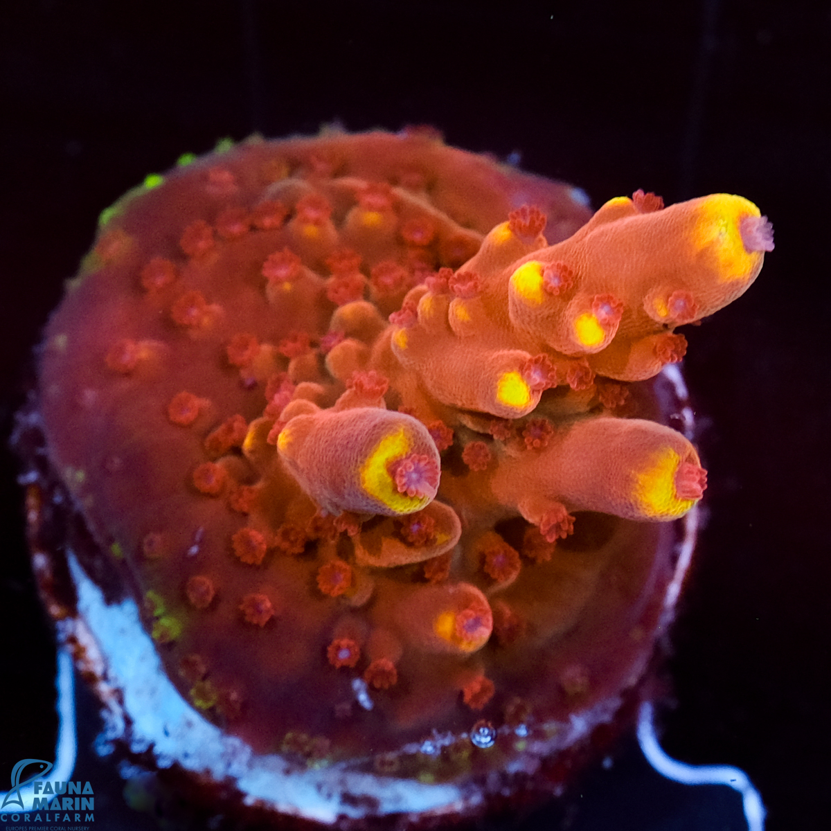 FMC Acropora J F Fox Flame