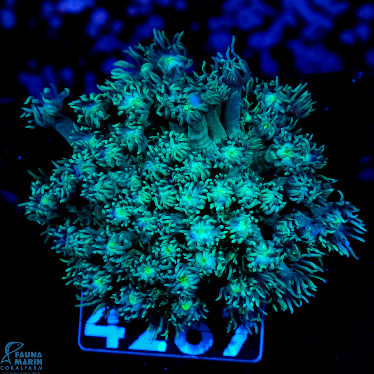 FMC Goniopora Green