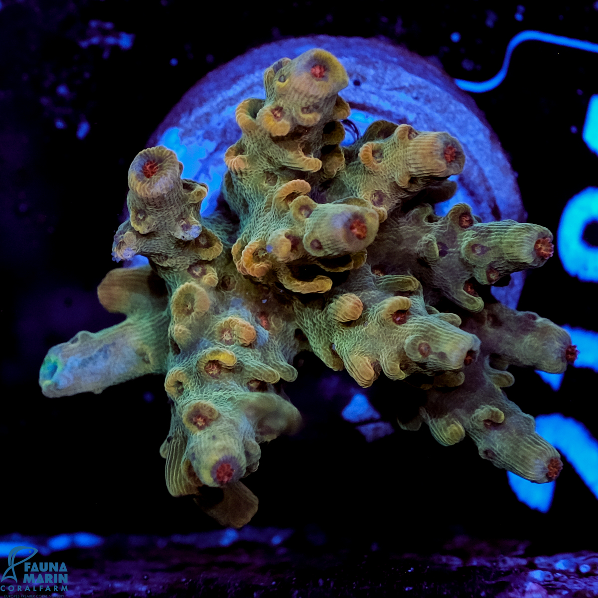 FMC Acropora Green