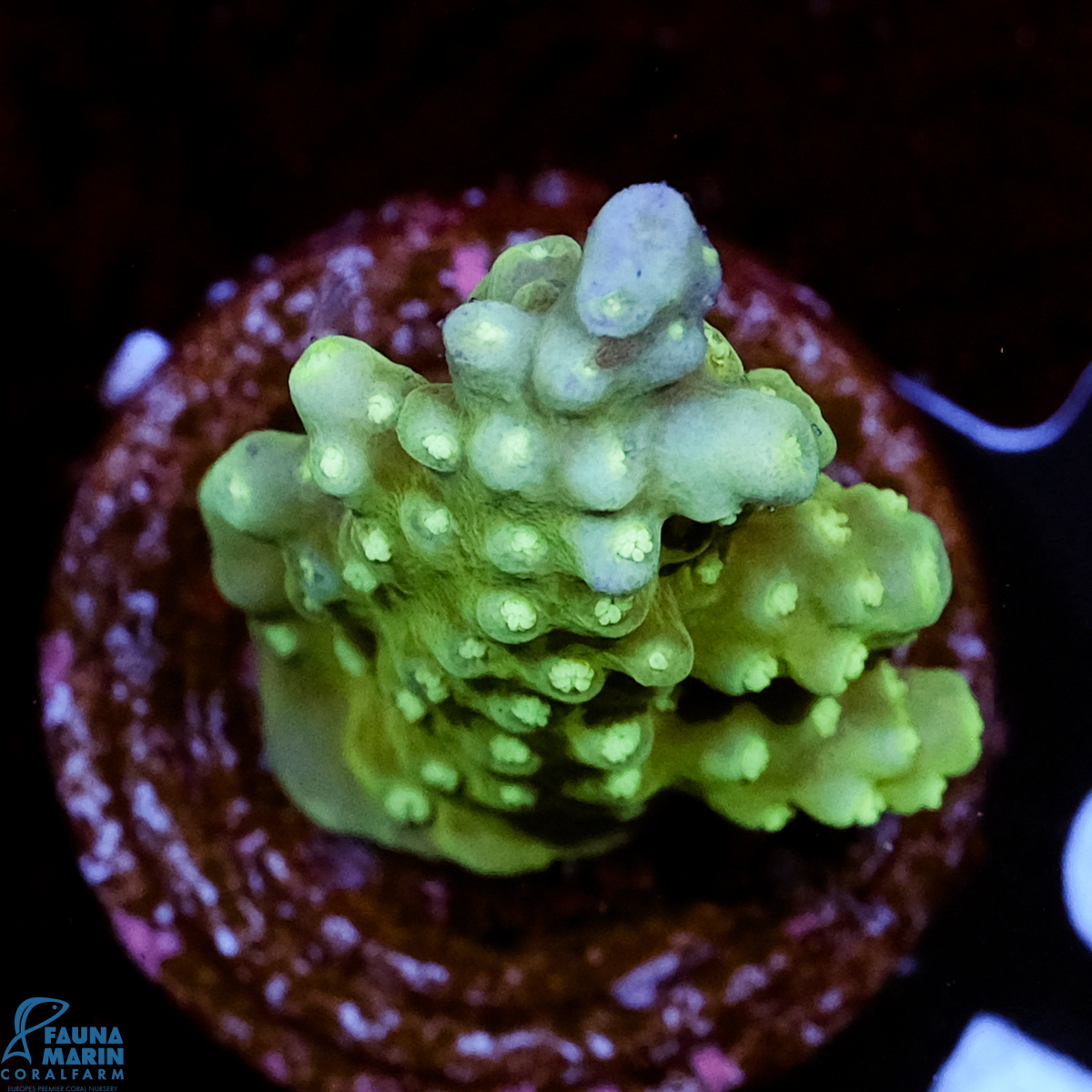 FMC Acropora Aussi Frag