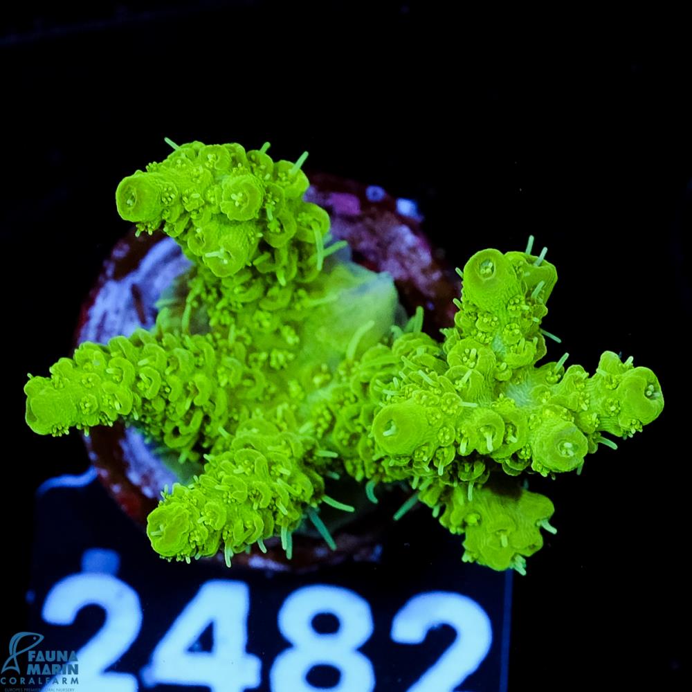 FMC Acropora tenuis Green