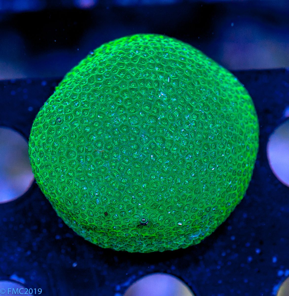 FMC Porites Green Ball Ø ca. 4 - 5 cm V