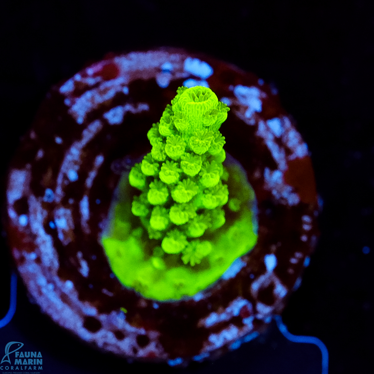 FMC Acropora Enzmann