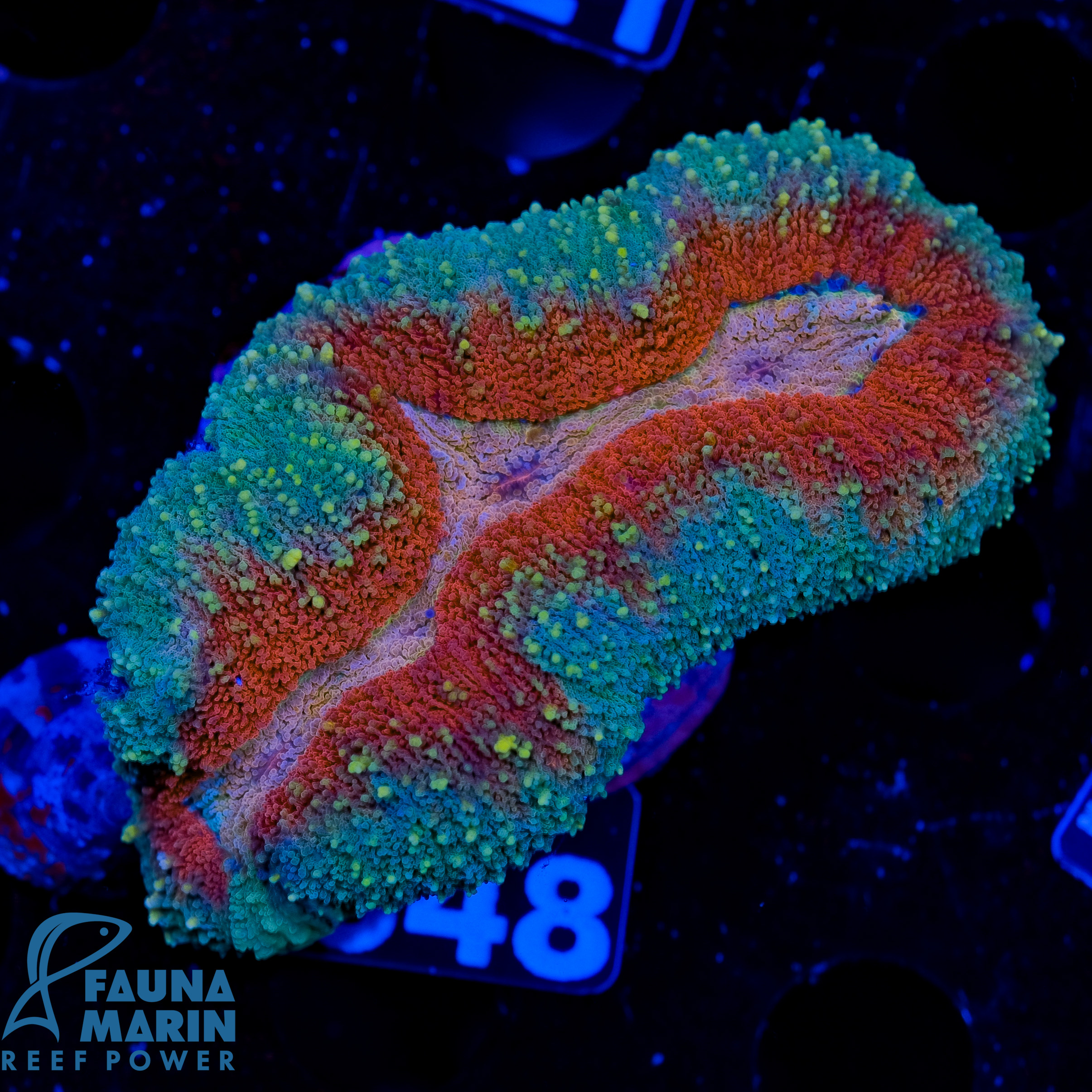 FMC Lobophyllia American Dream