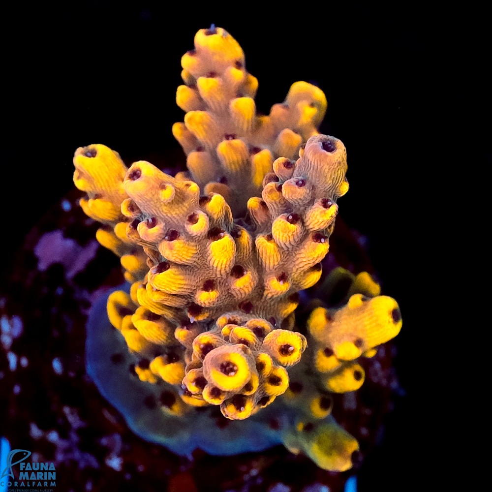 FMC Acropora Sunset